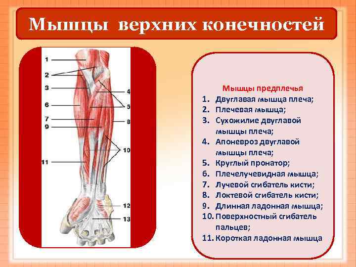 Мышцы верхних конечностей    Мышцы предплечья    1. Двуглавая мышца
