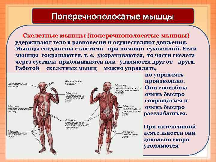      Поперечнополосатые мышцы Скелетные мышцы (поперечнополосатые мышцы) удерживают тело в
