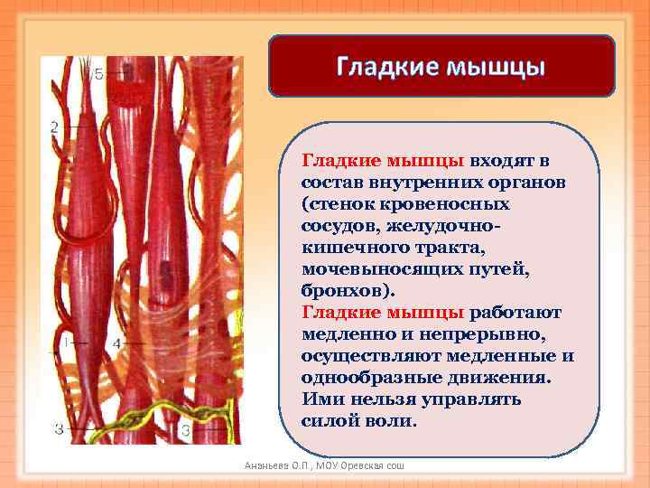    Гладкие мышцы входят в  состав внутренних органов  (стенок кровеносных