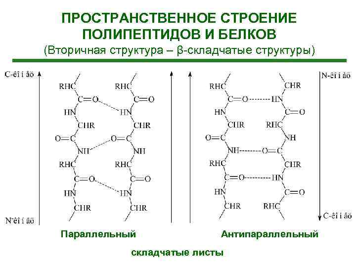   ПРОСТРАНСТВЕННОЕ СТРОЕНИЕ ПОЛИПЕПТИДОВ И БЕЛКОВ (Вторичная структура – β-складчатые структуры)  Параллельный