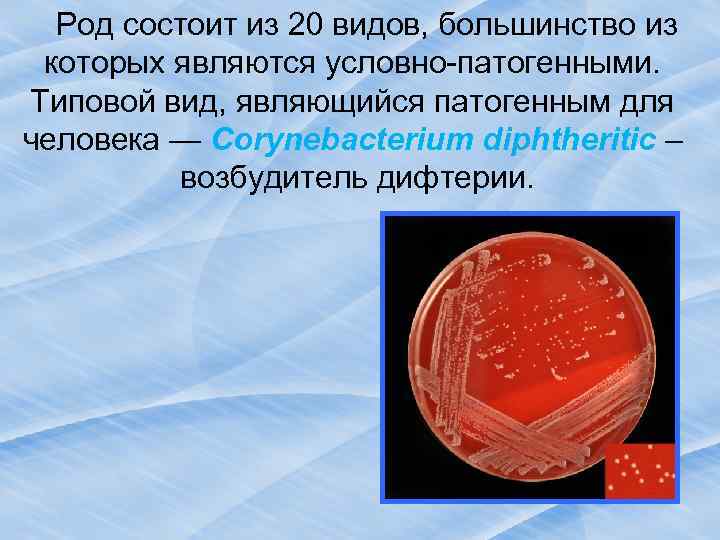  Род состоит из 20 видов, большинство из которых являются условно-патогенными. Типовой вид, являющийся