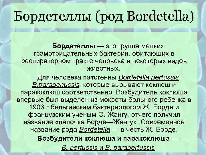 Бордетеллы (род Bordetella)  Бордетеллы — это группа мелких грамотрицательных бактерий, обитающих в респираторном