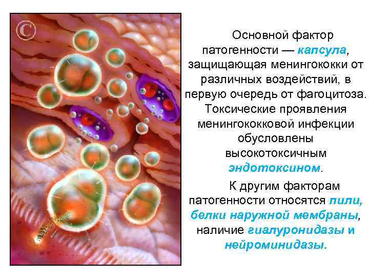    Основной фактор патогенности — капсула,  защищающая менингококки от  различных