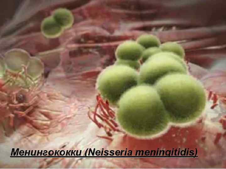 Менингококки (Neisseria meningitidis) 