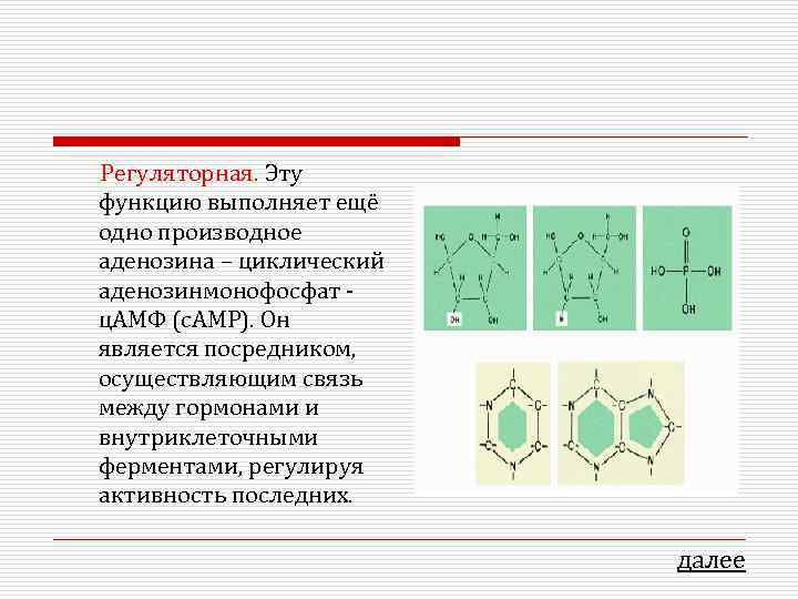 Регуляторная. Эту функцию выполняет ещё одно производное аденозина – циклический аденозинмонофосфат - ц. АМФ