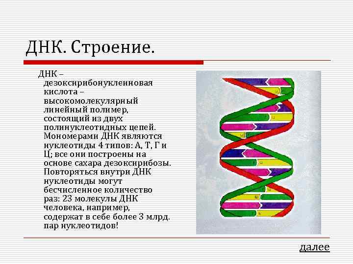 Строение днк