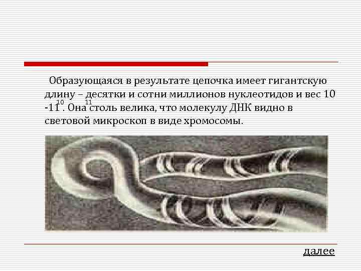  Образующаяся в результате цепочка имеет гигантскую длину – десятки и сотни миллионов нуклеотидов