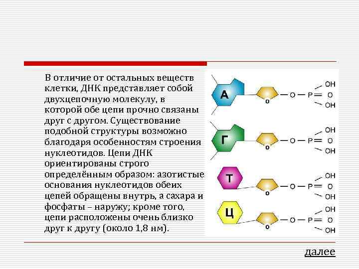В отличие от остальных веществ клетки, ДНК представляет собой двухцепочную молекулу, в которой обе