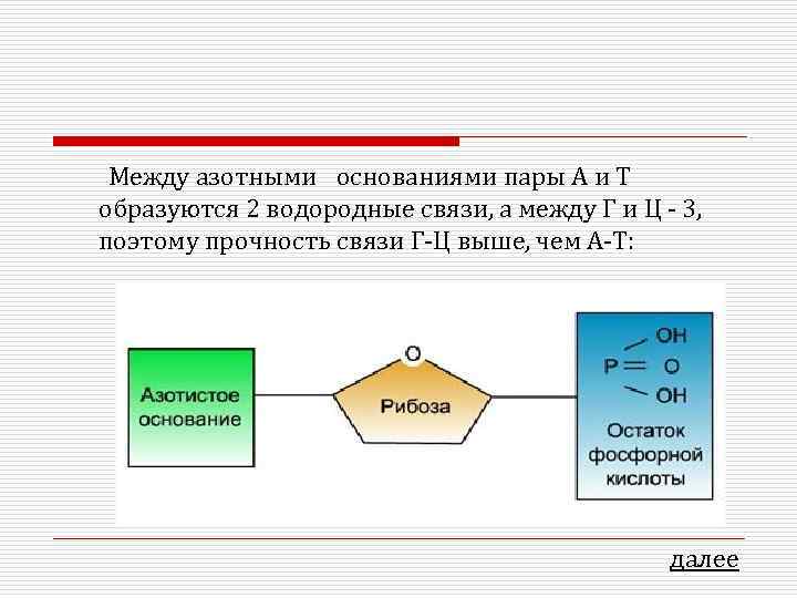  Между азотными основаниями пары А и Т образуются 2 водородные связи, а между