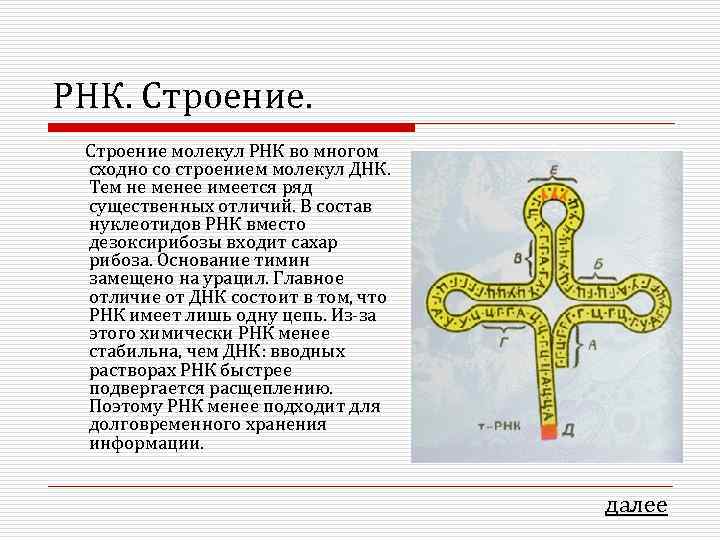 РНК. Строение молекул РНК во многом сходно со строением молекул ДНК.  Тем не