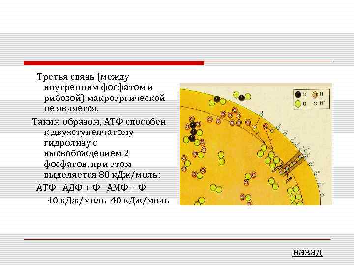  Третья связь (между  внутренним фосфатом и  рибозой) макроэргической  не является.