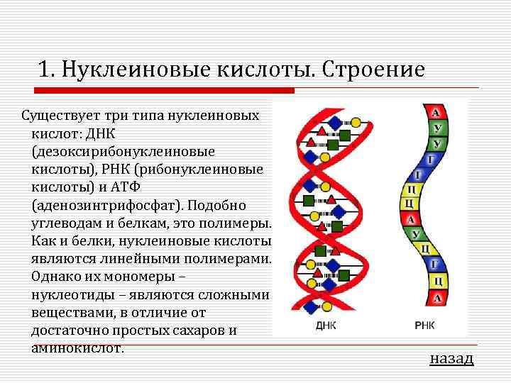 Молекулярная структура какого органического вещества изображена на рисунке днк крахмала белка атф