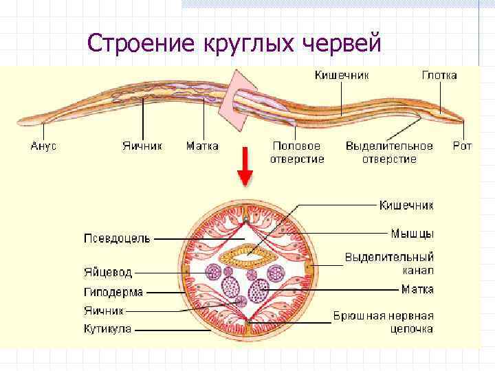 Строение круглых червей 