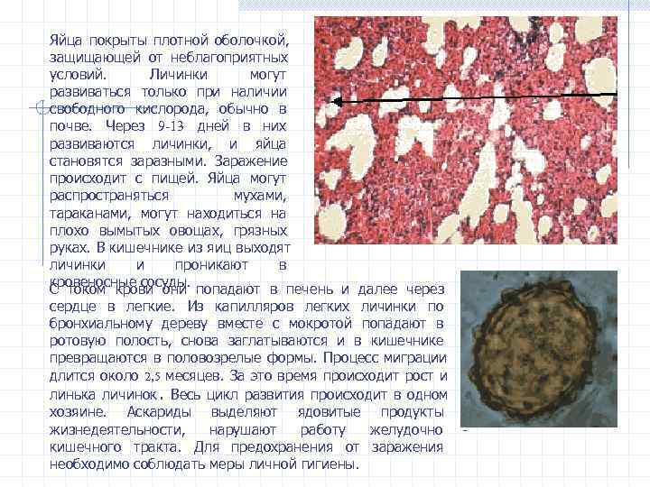 Яйца покрыты плотной оболочкой, защищающей от неблагоприятных условий.  Личинки  могут развиваться только