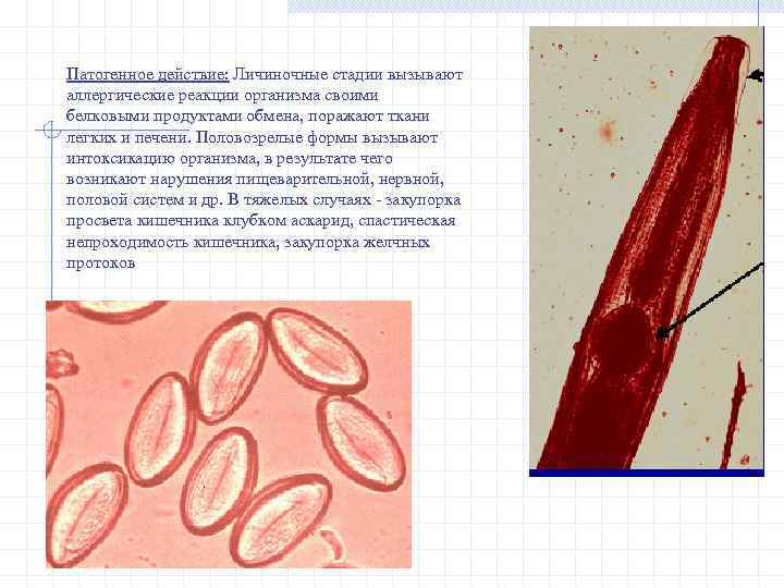 Патогенное действие: Личиночные стадии вызывают аллергические реакции организма своими белковыми продуктами обмена, поражают ткани