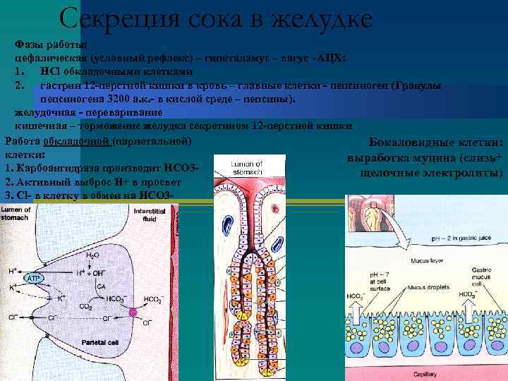    Секреция сока в желудке  Фазы работы: цефалическая (условный рефлекс) –