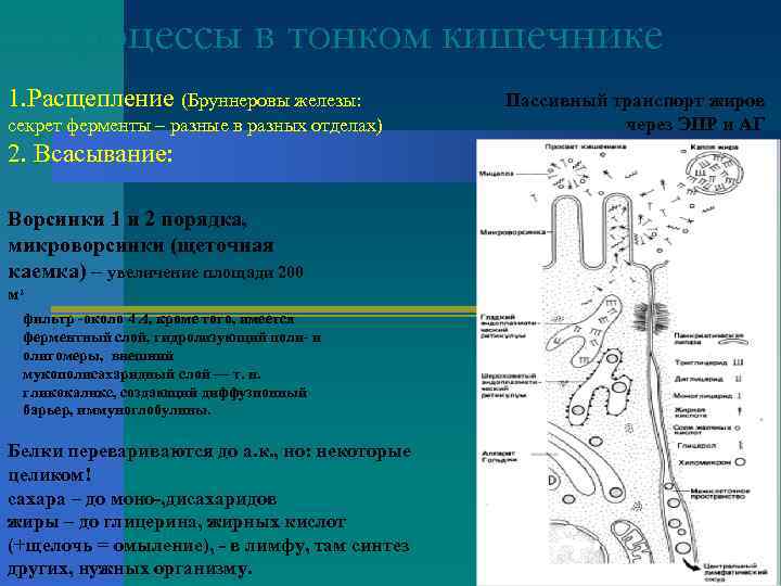  Процессы в тонком кишечнике 1. Расщепление (Бруннеровы железы:   Пассивный транспорт жиров