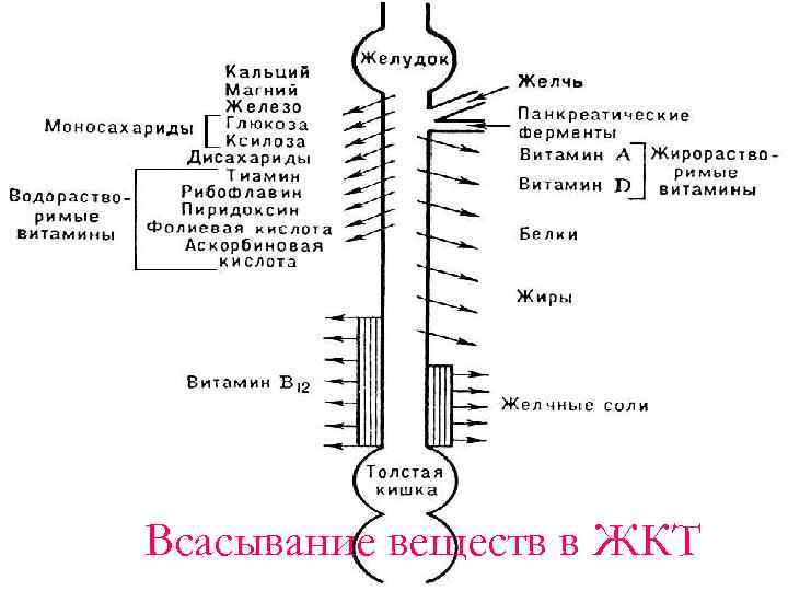 Физиология пищеварения схемы