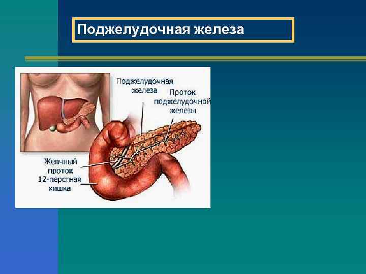 Поджелудочная железа 
