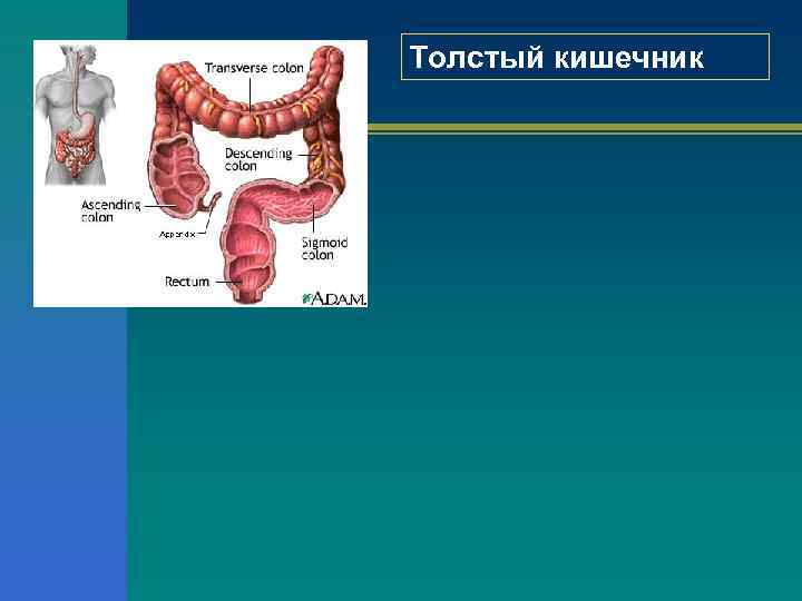 Толстый кишечник 