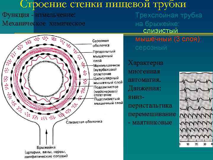 Схема поперечного среза стенки трубчатого органа