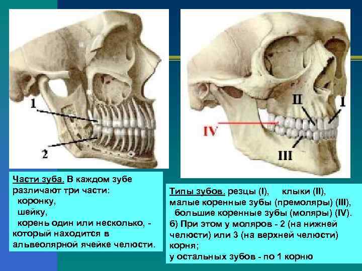 Части зуба. В каждом зубе различают три части:    Типы зубов. резцы