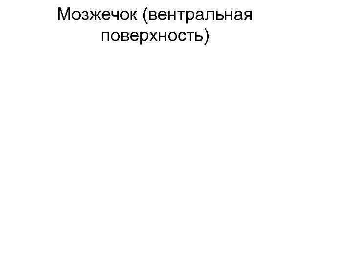 Мозжечок (вентральная поверхность) 