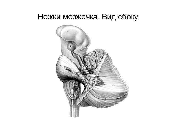 Мозжечок неврология презентация