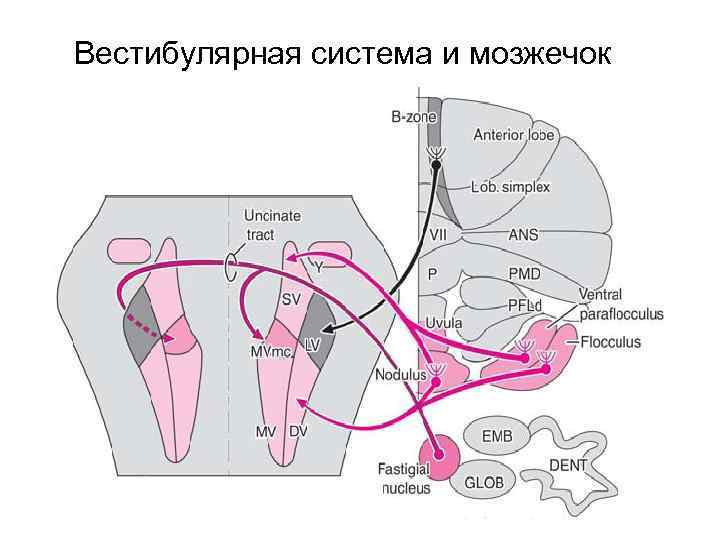 Вестибулярная система и мозжечок 