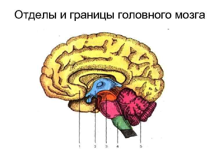 Назовите отделы головного мозга человека