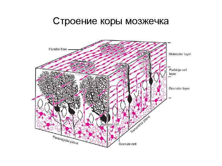 Строение коры мозжечка 