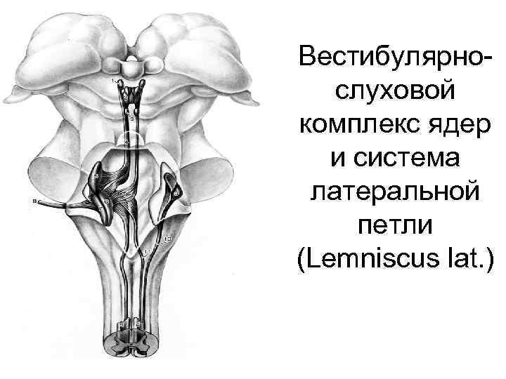 Вестибулярные ядра ствола мозга это вторичный центр