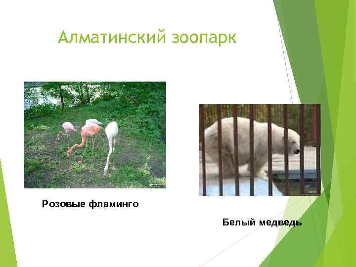  Алматинский зоопарк Розовые фламинго    Белый медведь 