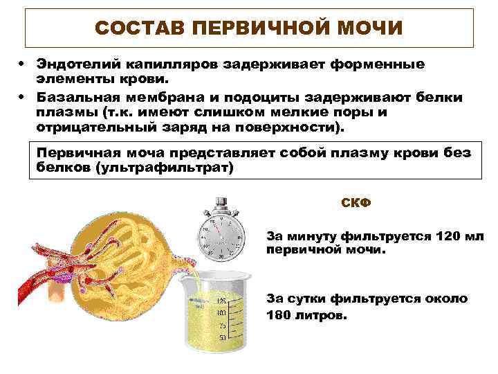   СОСТАВ ПЕРВИЧНОЙ МОЧИ • Эндотелий капилляров задерживает форменные  элементы крови. 