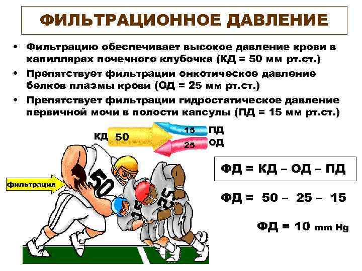  ФИЛЬТРАЦИОННОЕ ДАВЛЕНИЕ  • Фильтрацию обеспечивает высокое давление крови в  капиллярах почечного