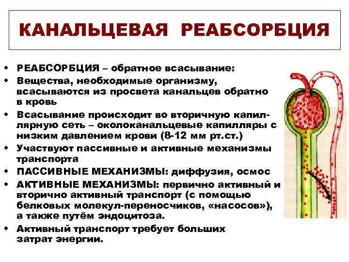  КАНАЛЬЦЕВАЯ РЕАБСОРБЦИЯ  • РЕАБСОРБЦИЯ – обратное всасывание:  • Вещества, необходимые организму,
