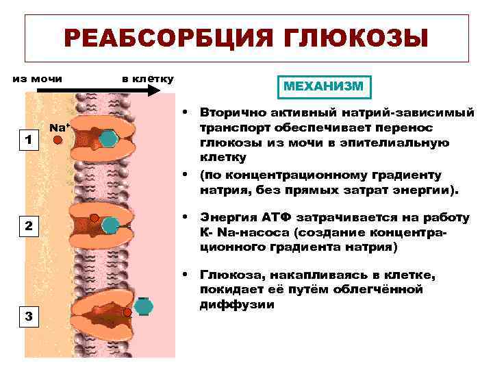    РЕАБСОРБЦИЯ ГЛЮКОЗЫ из мочи в клетку     
