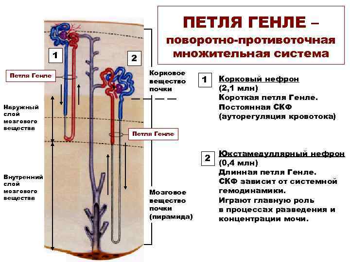        ПЕТЛЯ ГЕНЛЕ –    