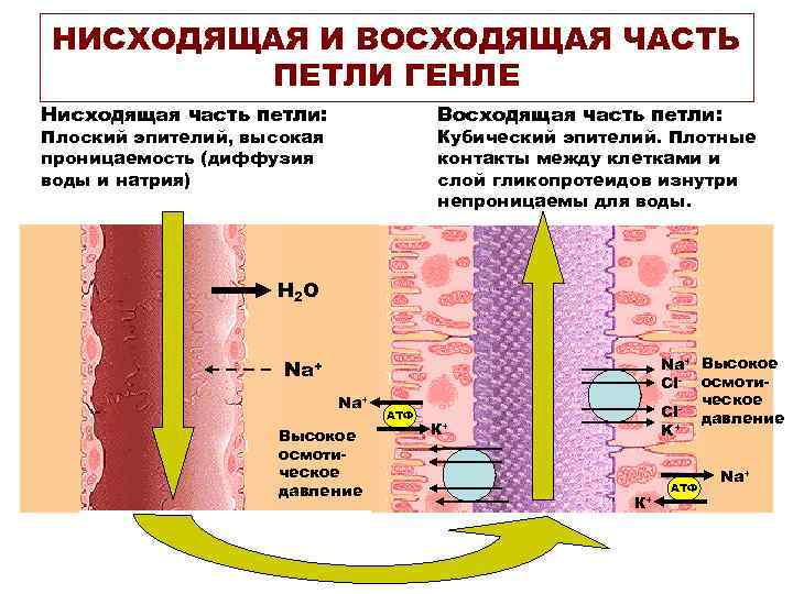 НИСХОДЯЩАЯ И ВОСХОДЯЩАЯ ЧАСТЬ   ПЕТЛИ ГЕНЛЕ Нисходящая часть петли:   Восходящая