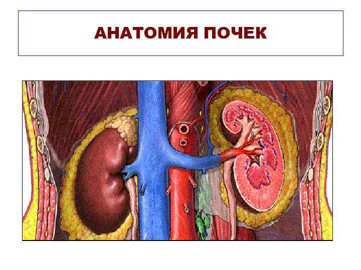 АНАТОМИЯ ПОЧЕК 