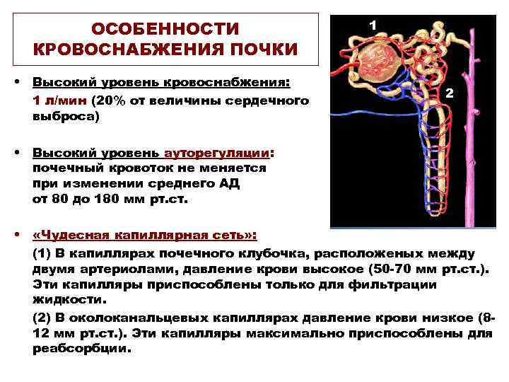  ОСОБЕННОСТИ      1  КРОВОСНАБЖЕНИЯ ПОЧКИ • Высокий уровень