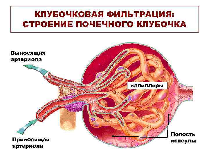  КЛУБОЧКОВАЯ ФИЛЬТРАЦИЯ: СТРОЕНИЕ ПОЧЕЧНОГО КЛУБОЧКА  Выносящая артериола    капилляры 