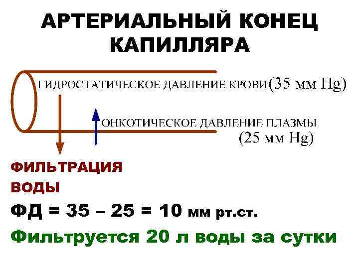  АРТЕРИАЛЬНЫЙ КОНЕЦ  КАПИЛЛЯРА ФИЛЬТРАЦИЯ ВОДЫ ФД = 35 – 25 = 10