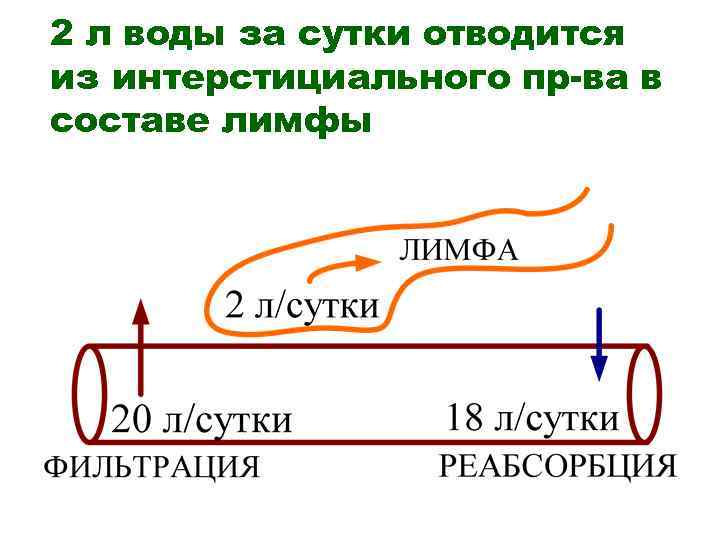 2 л воды за сутки отводится из интерстициального пр-ва в составе лимфы 