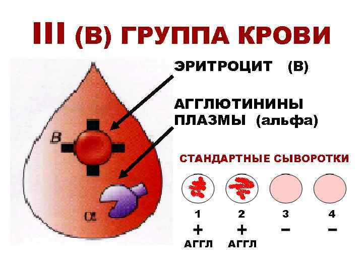 Группа крови альфа. Агглютинин Альфа. Альфа и бета агглютинины. Агглютинины Альфа и Бетта. Агглютинины 3 группы крови.