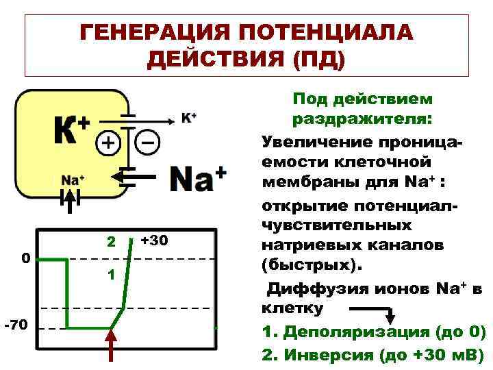  ГЕНЕРАЦИЯ ПОТЕНЦИАЛА  ДЕЙСТВИЯ (ПД)     Под действием  