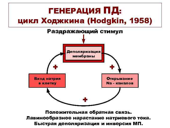  ГЕНЕРАЦИЯ ПД: цикл Ходжкина (Hodgkin, 1958)   Раздражающий стимул   