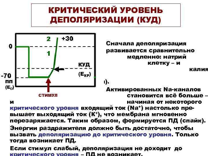   КРИТИЧЕСКИЙ УРОВЕНЬ   ДЕПОЛЯРИЗАЦИИ (КУД)      Сначала
