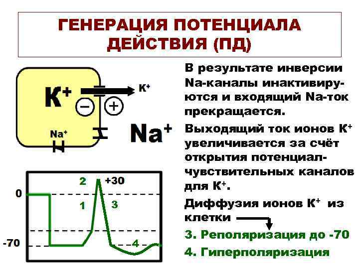 ГЕНЕРАЦИЯ ПОТЕНЦИАЛА ДЕЙСТВИЯ (ПД)   В результате инверсии   Na-каналы инактивиру- 