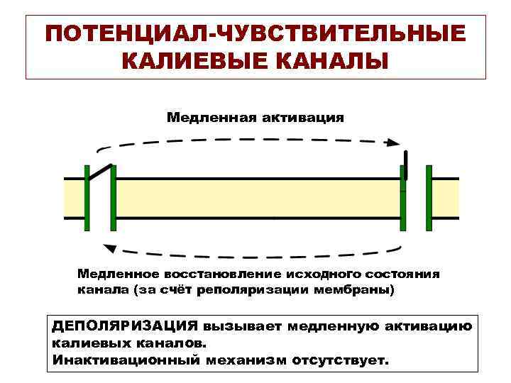 ПОТЕНЦИАЛ-ЧУВСТВИТЕЛЬНЫЕ КАЛИЕВЫЕ КАНАЛЫ   Медленная активация  Медленное восстановление исходного состояния  канала